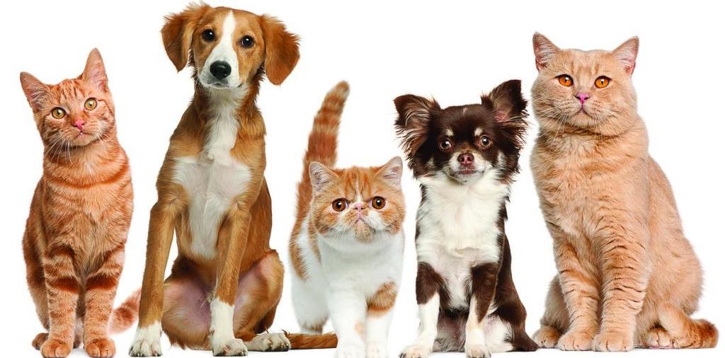 Доска объявлений о животных | ЗооТом - продажа, вязка и услуги для животных в Новокубанске